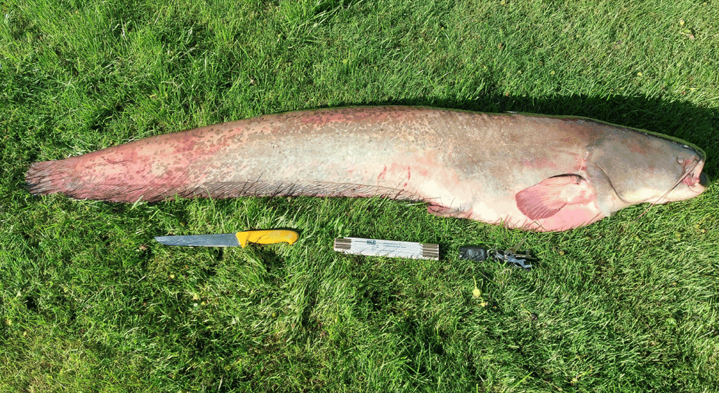 Wels Adenstedt 2024 8er